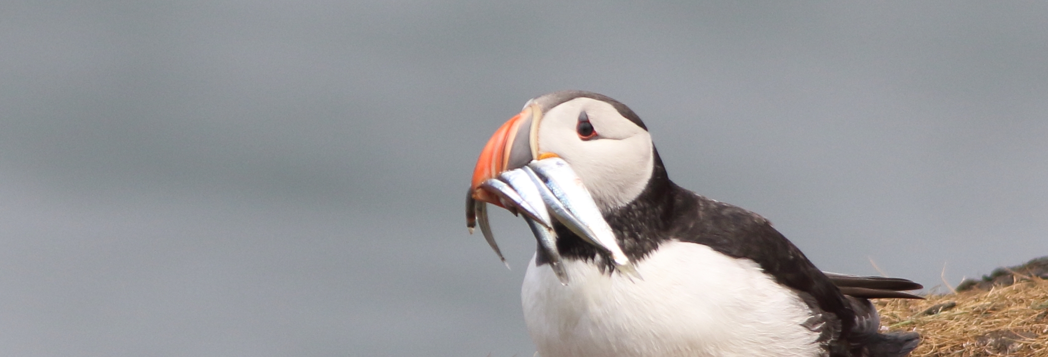 Puffin with fish