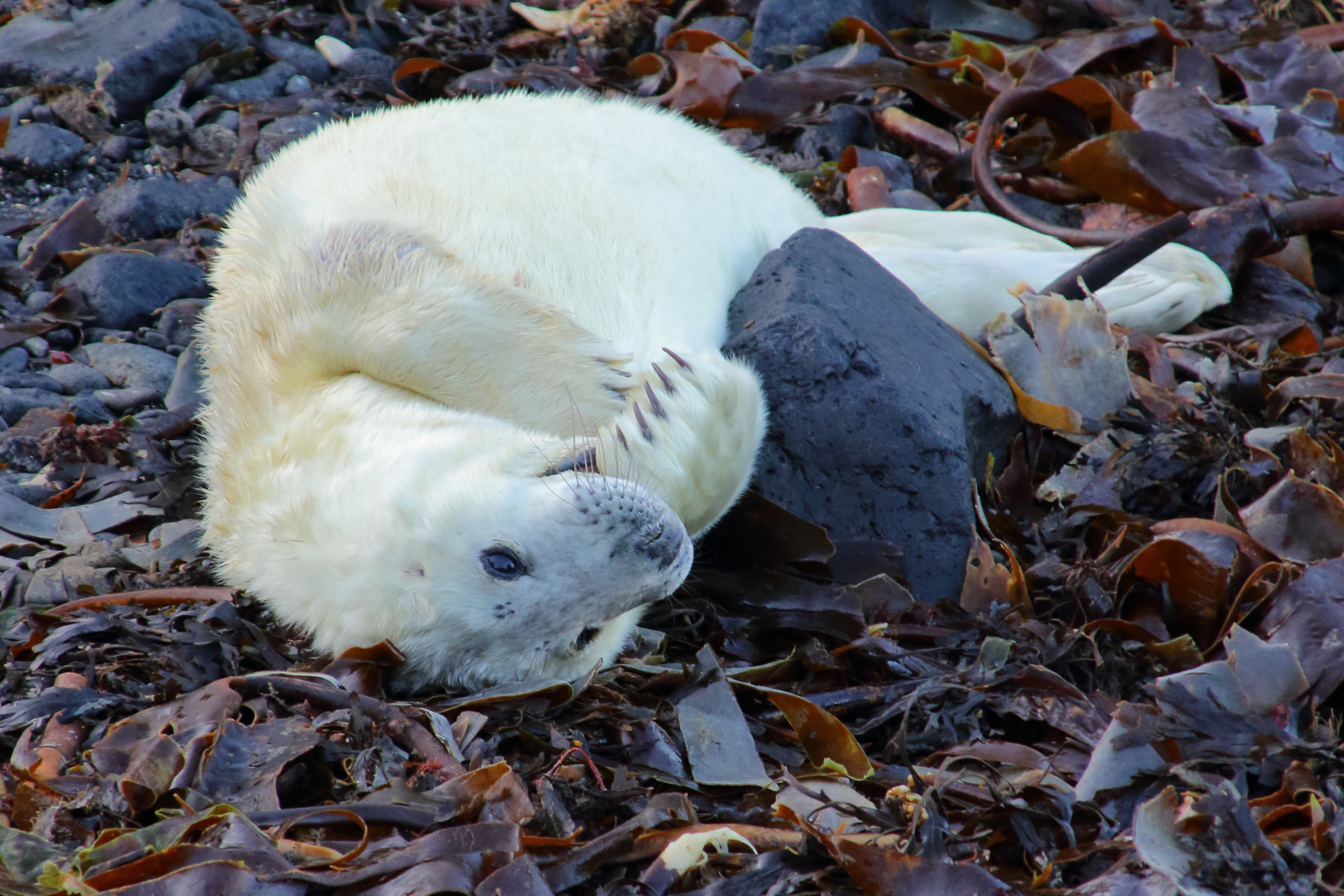 Grey seal pup